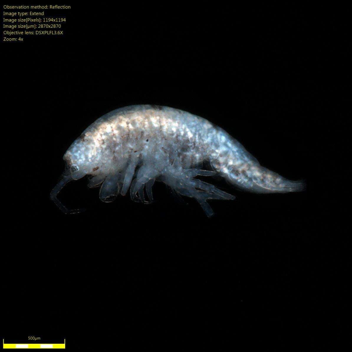 Image of Amphipoda