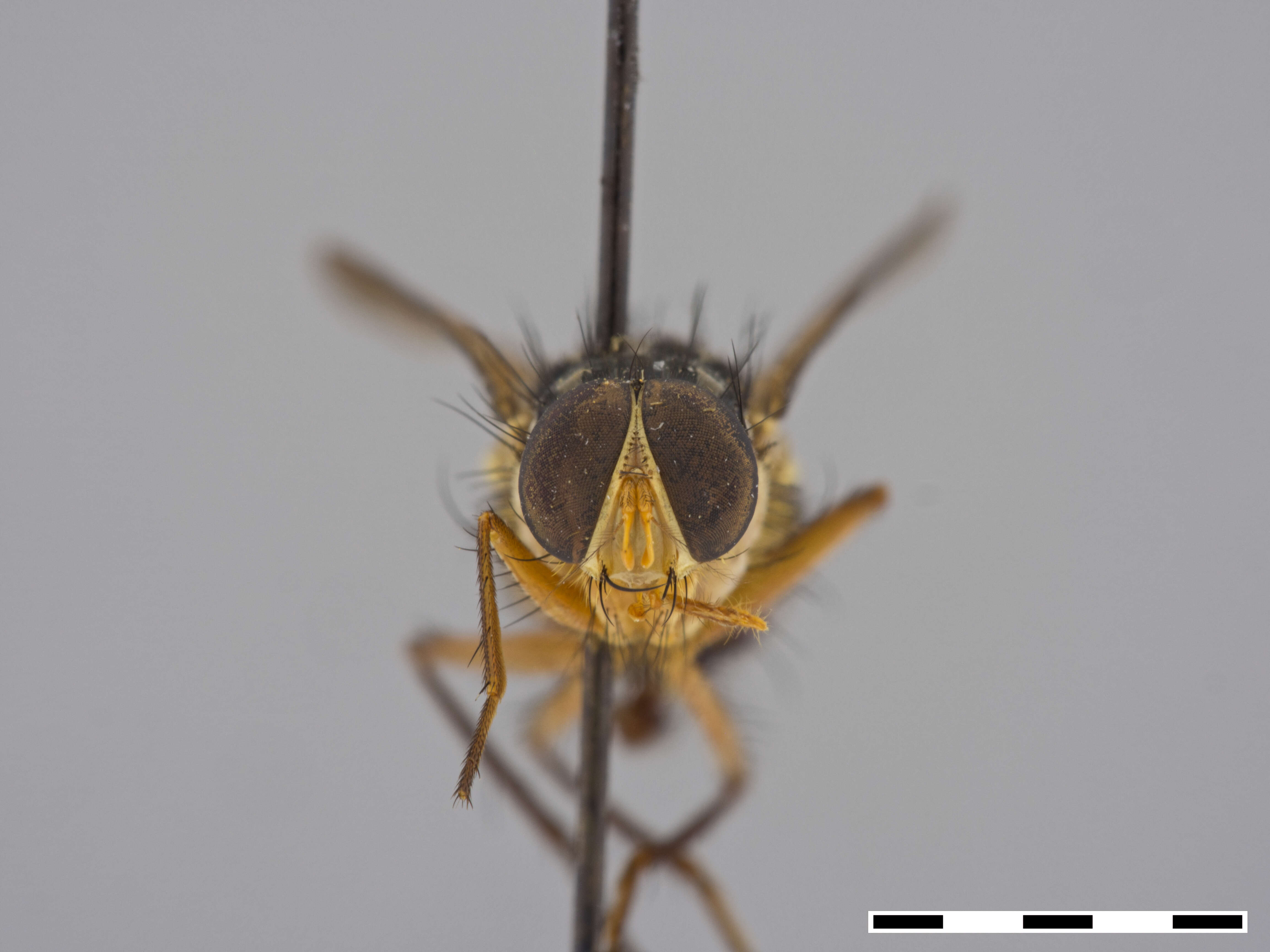 Image of Mesembrinella semiflava Aldrich 1925