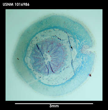 Image of Neomenia trivialis Salvini-Plawen & Paar-Gausch 2004