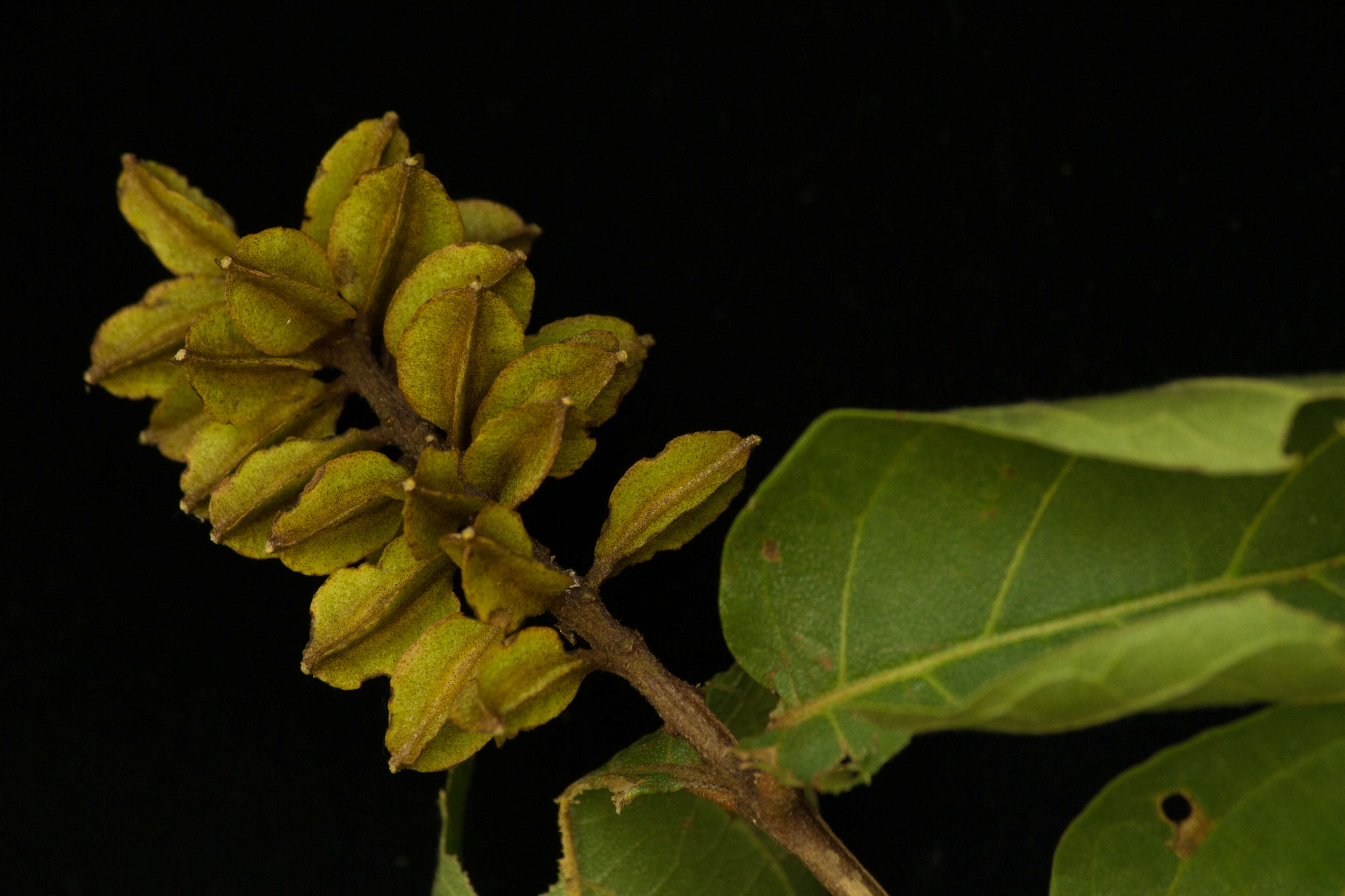 Image of Combretum fruticosum (Loefl.) Stuntz