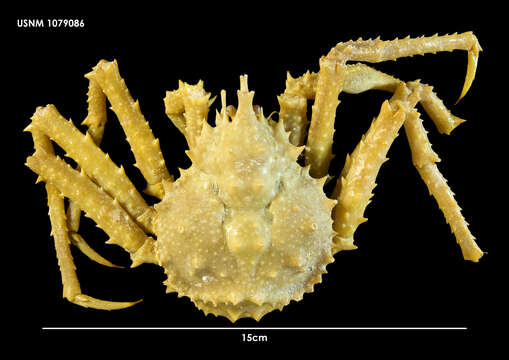 Image of Murray king crab