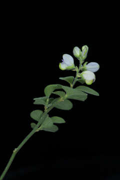 Image of Hebecarpa velutina (C. Presl) J. R. Abbott & J. F. B. Pastore