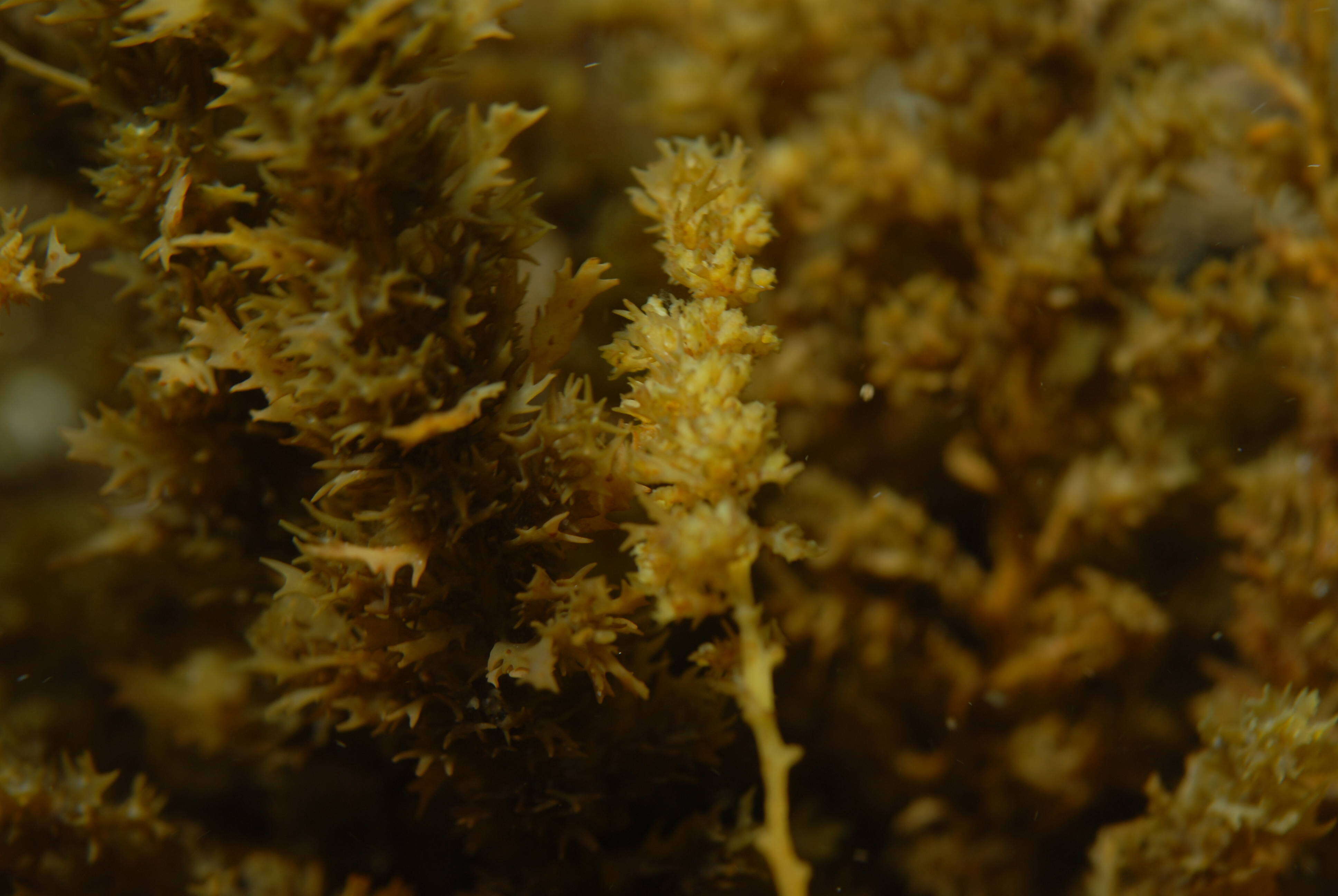 Слика од Sargassum C. Agardh 1820