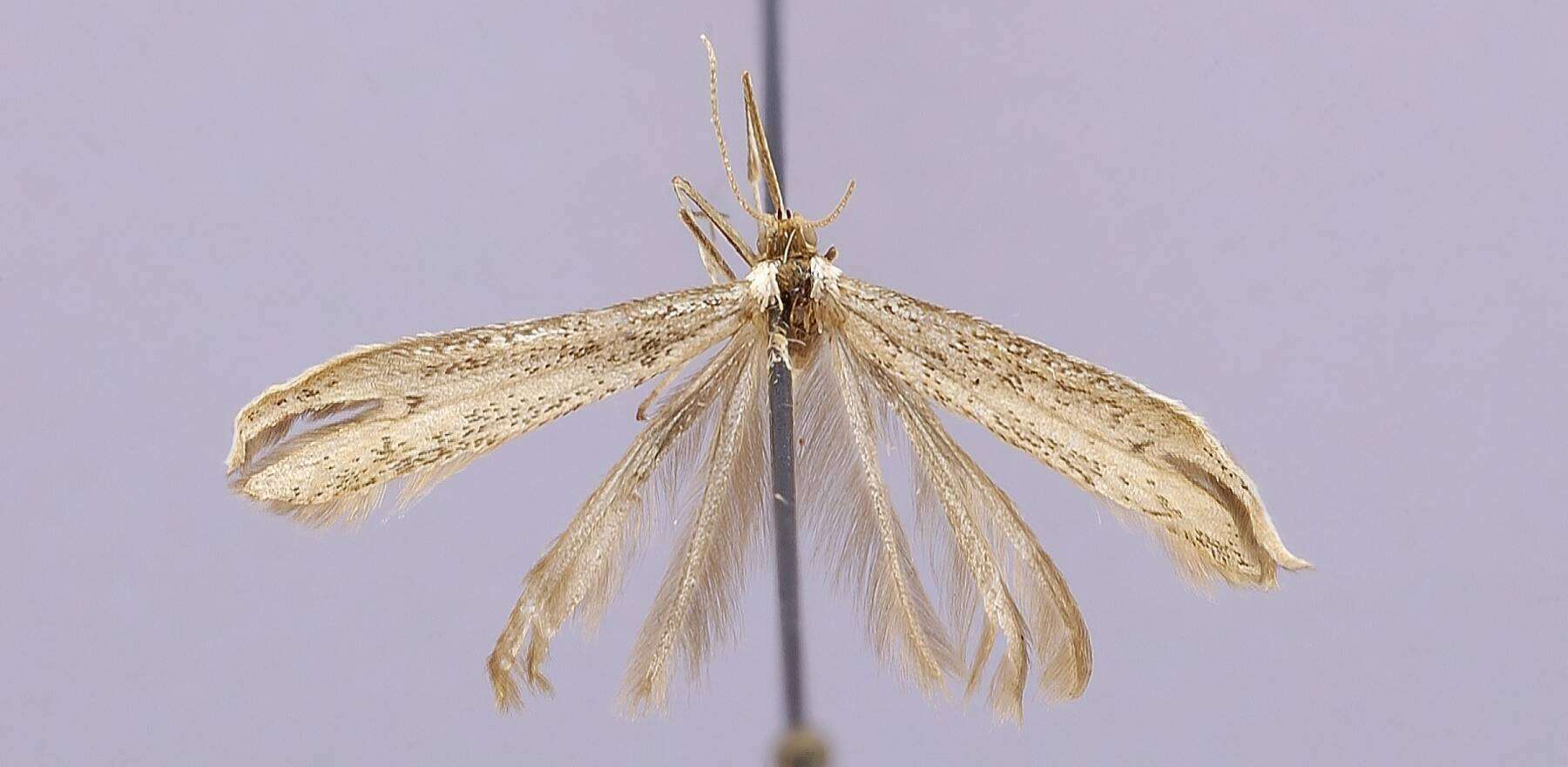 Image of Oidaematophorus phoebus Barnes & Lindsey 1921