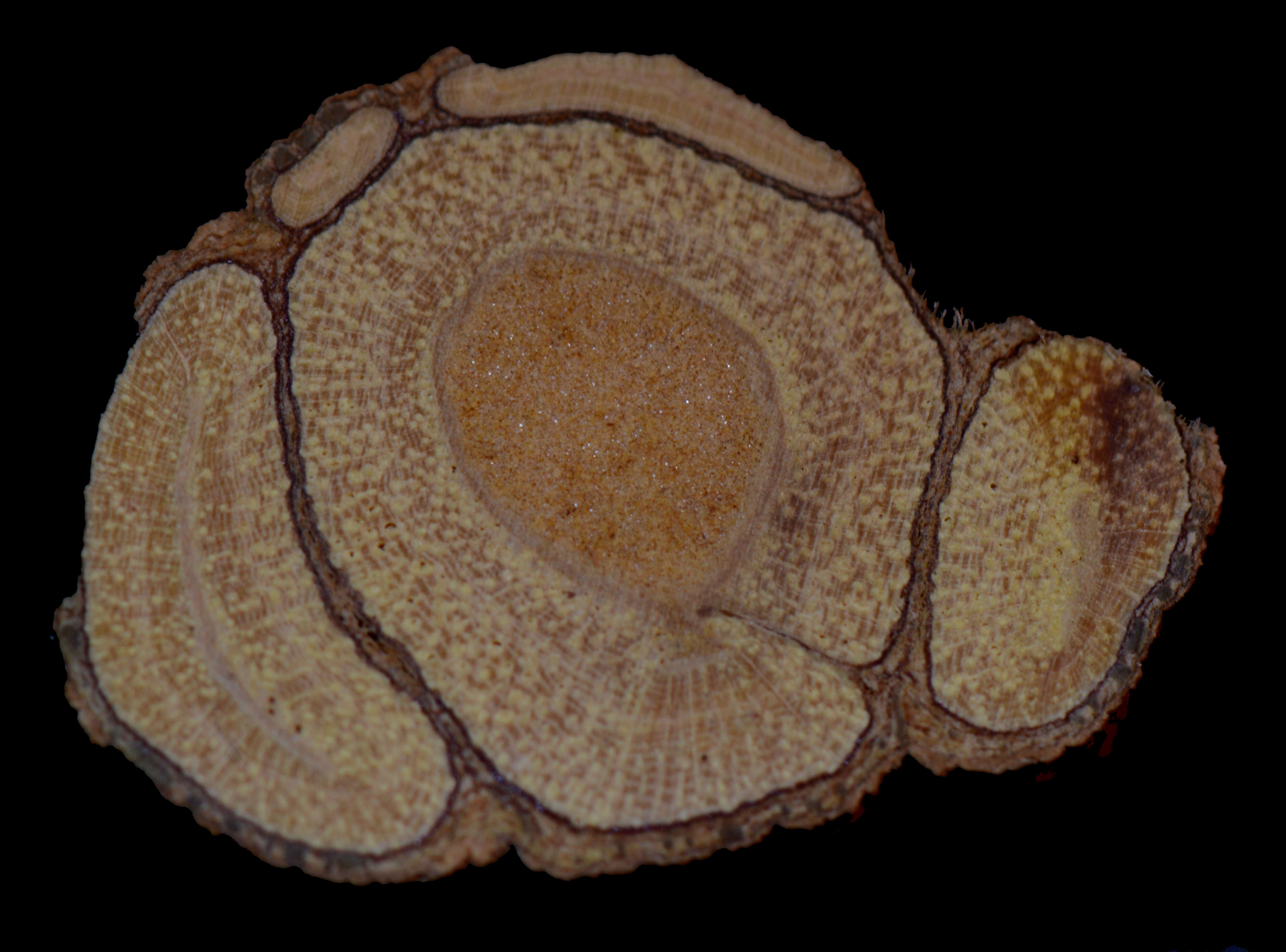 Image of Serjania perulacea Radlk.