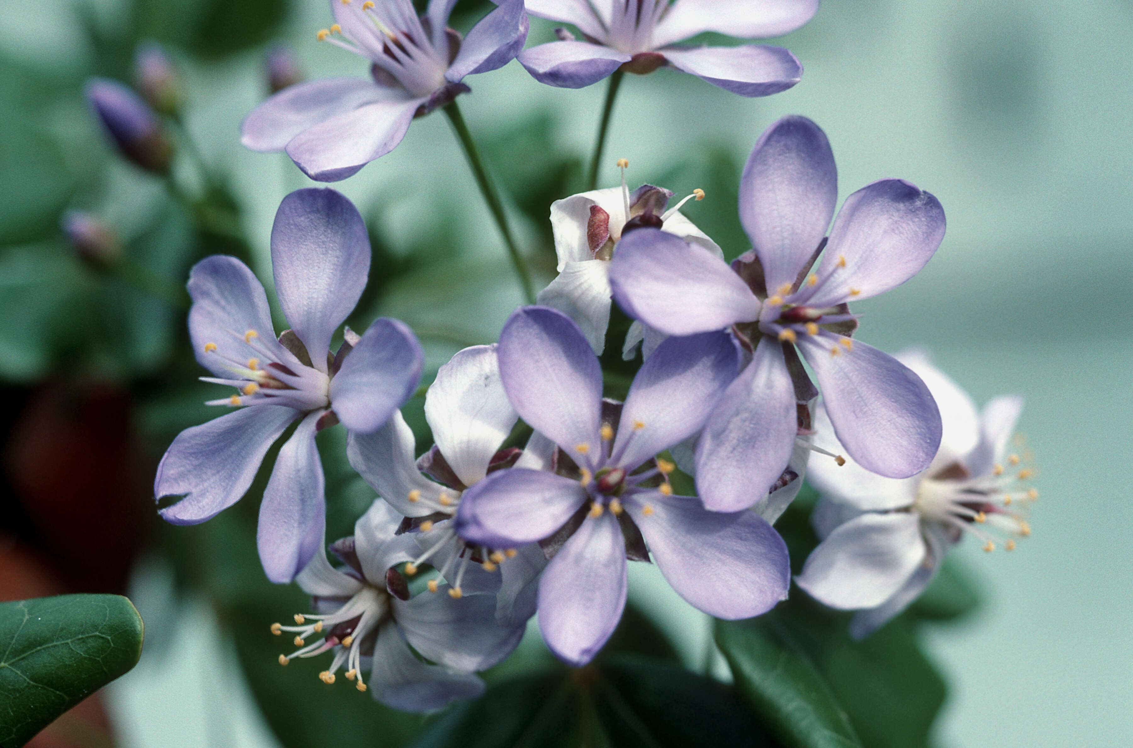 Image de Bois de Vie