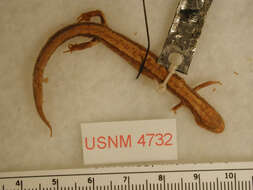 Image of Western Redback Salamander