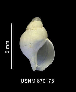 Image de Falsitromina simplex (Powell 1951)