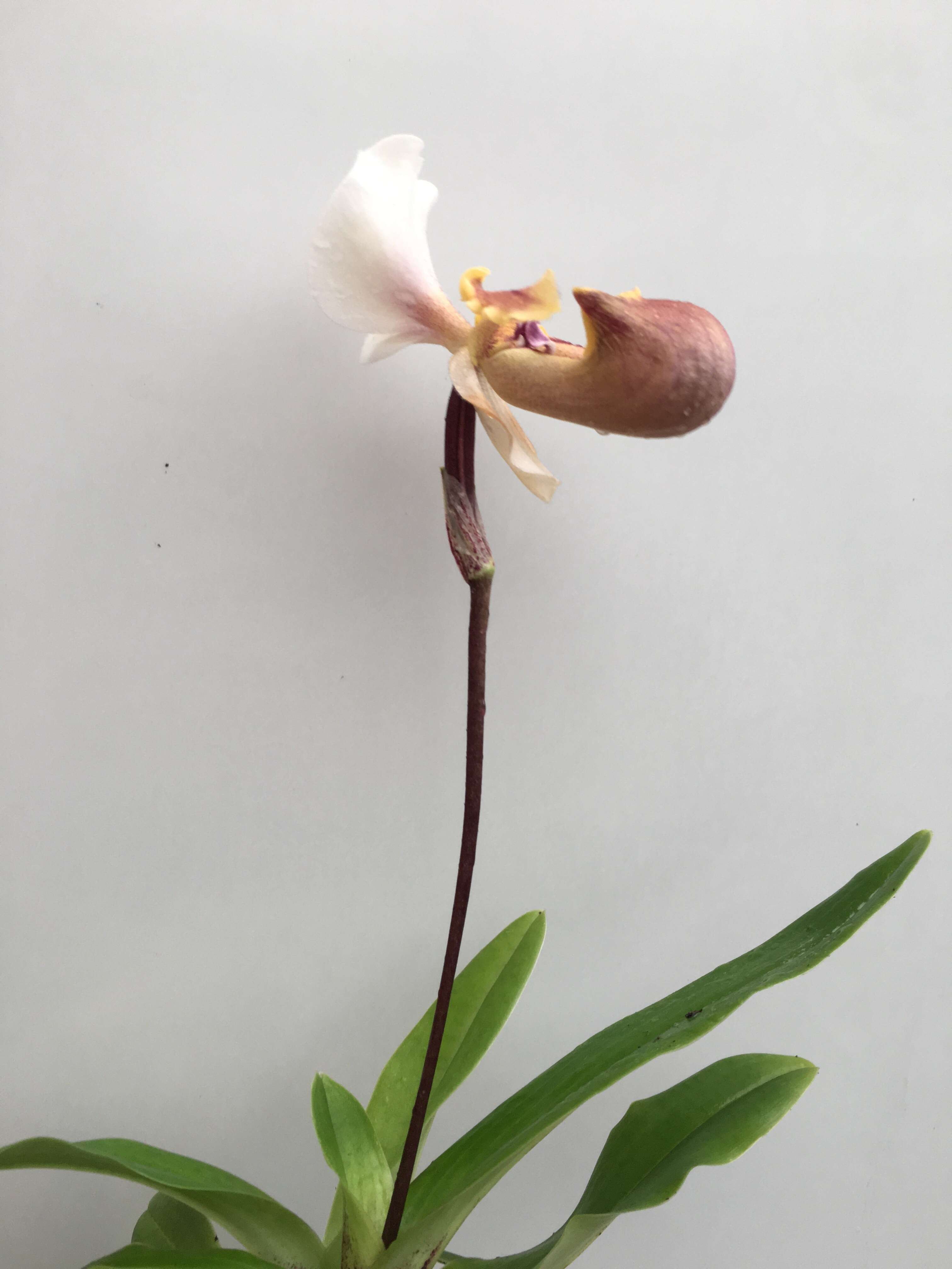 Image of Paphiopedilum spicerianum (Rchb. fil.) Pfitzer