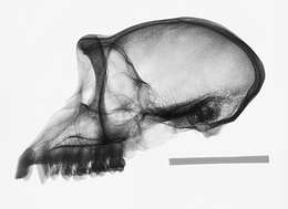 Image of Macaca fascicularis fascicularis (Raffles 1821)