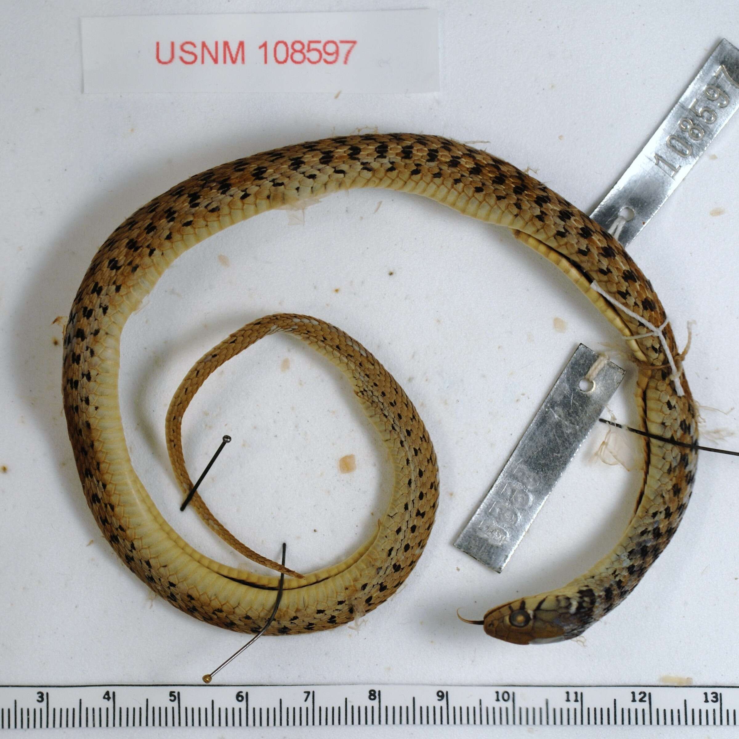 Image of Checkered Garter Snake