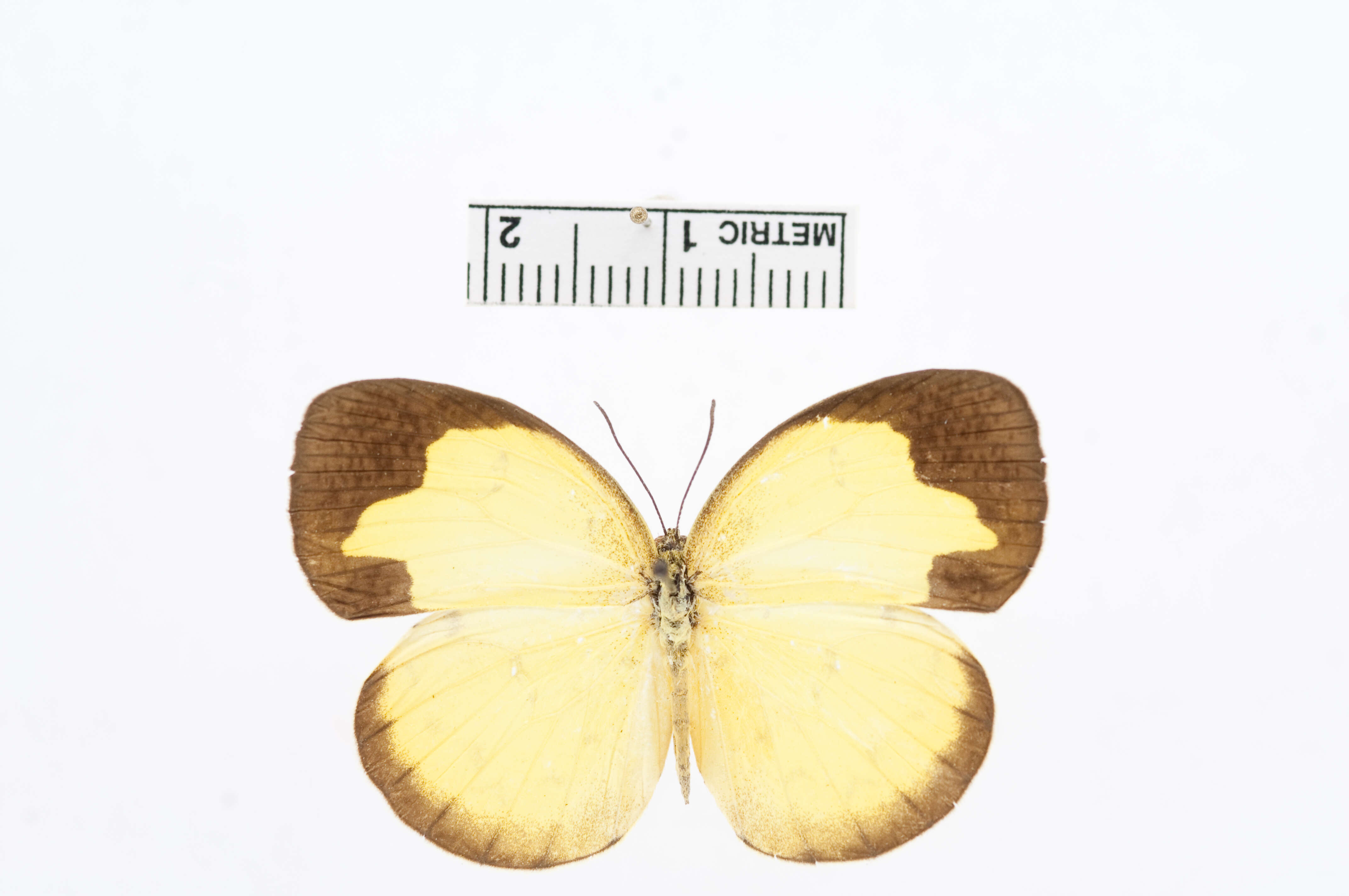 Image of Eurema sari (Horsfield 1829)