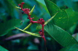 Image of Heliconia richardiana Miq.