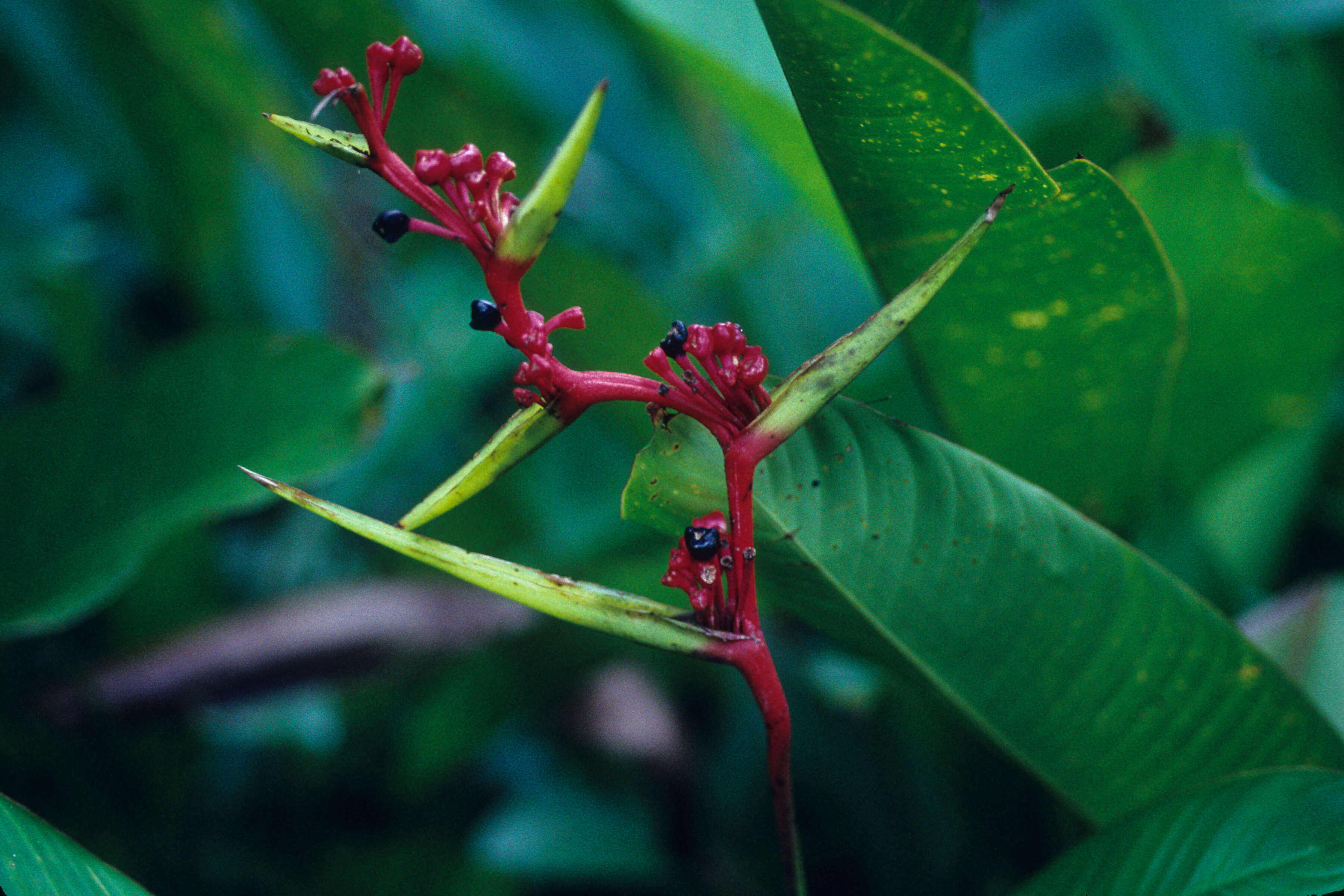 Image of Heliconia richardiana Miq.