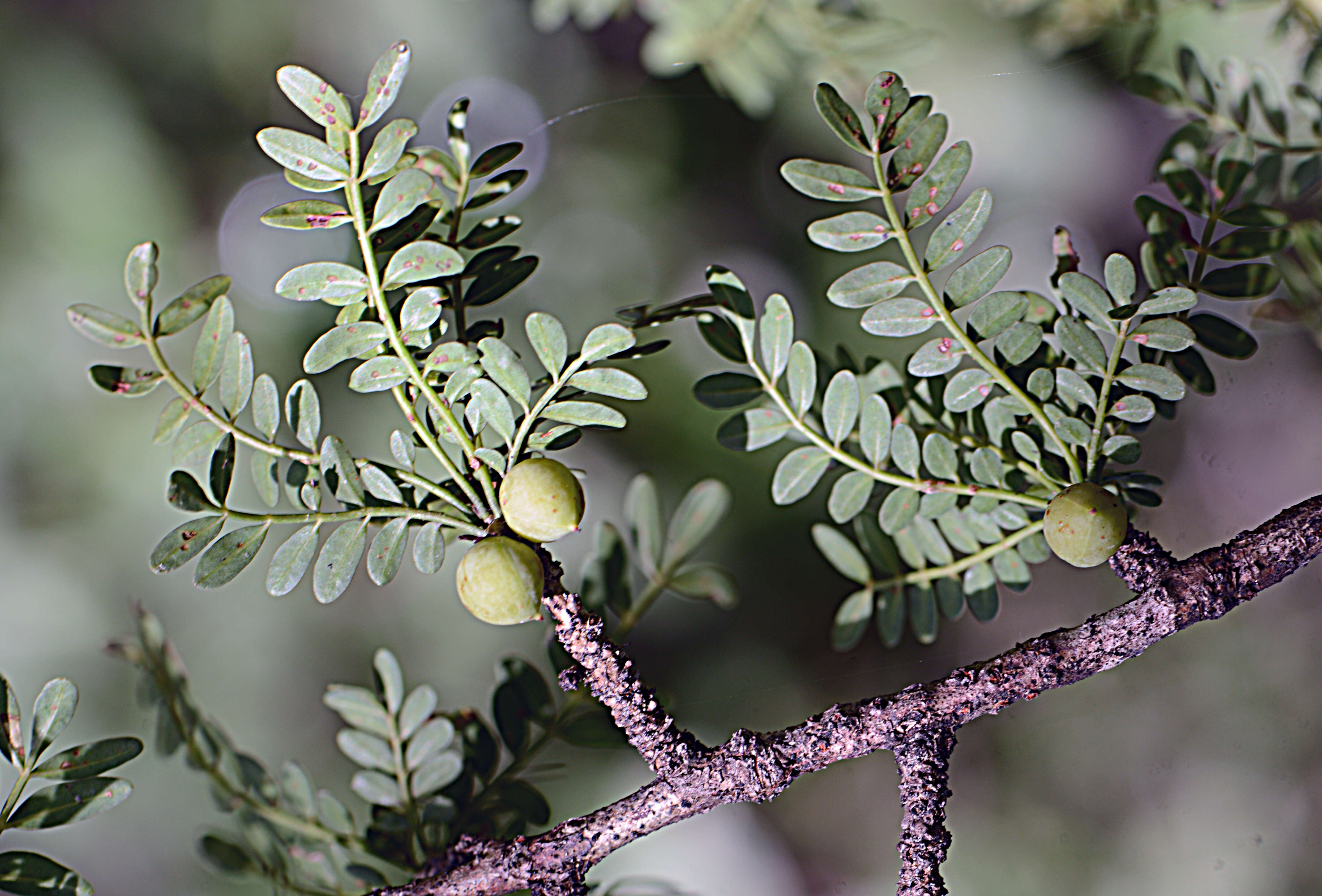 Image of Bursera Jacq. ex L.