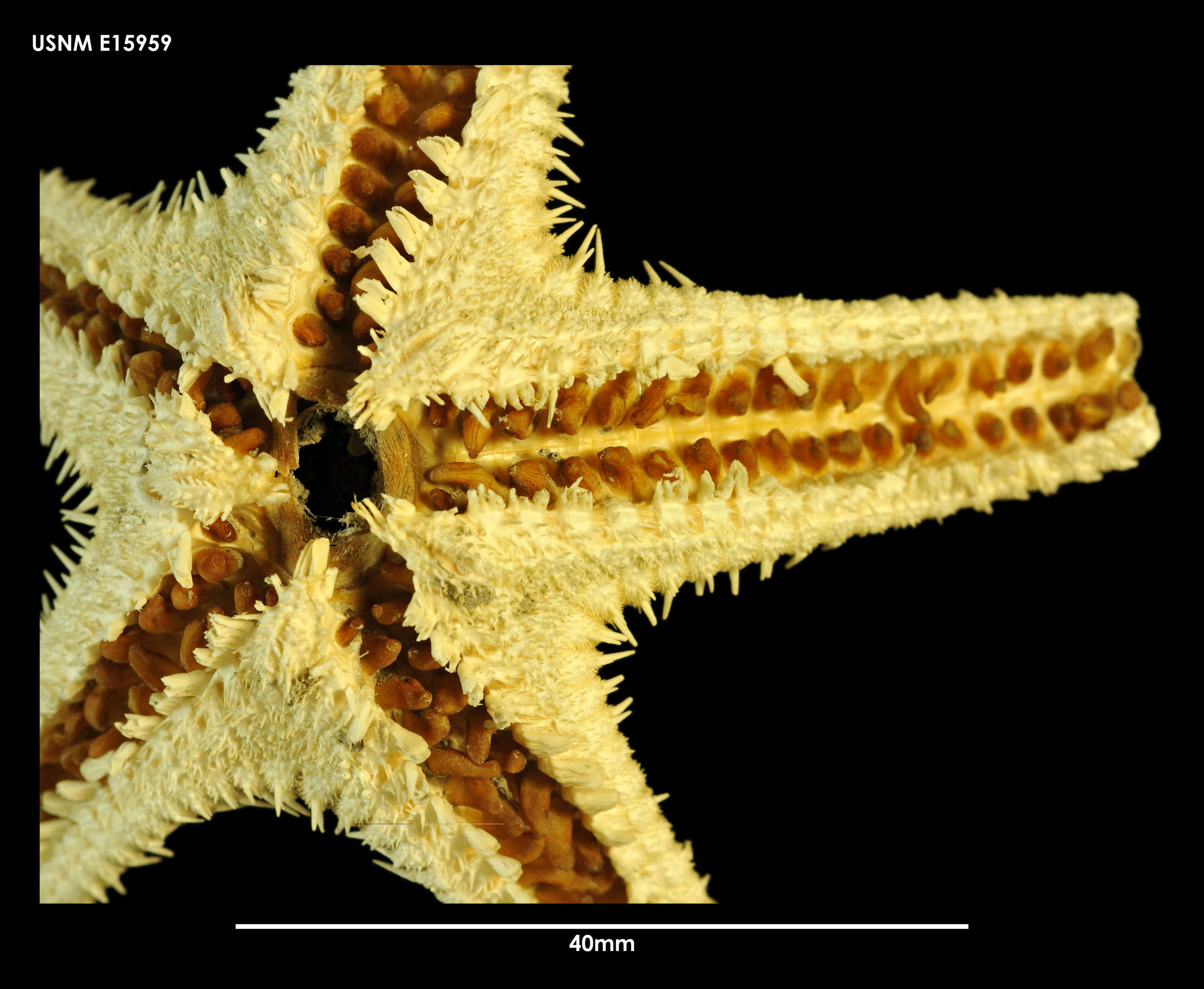 Image of Dytaster grandis (Verrill 1884)