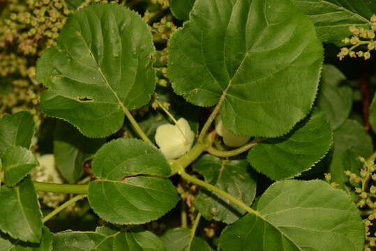 Image of Japanese climbing hydrangea