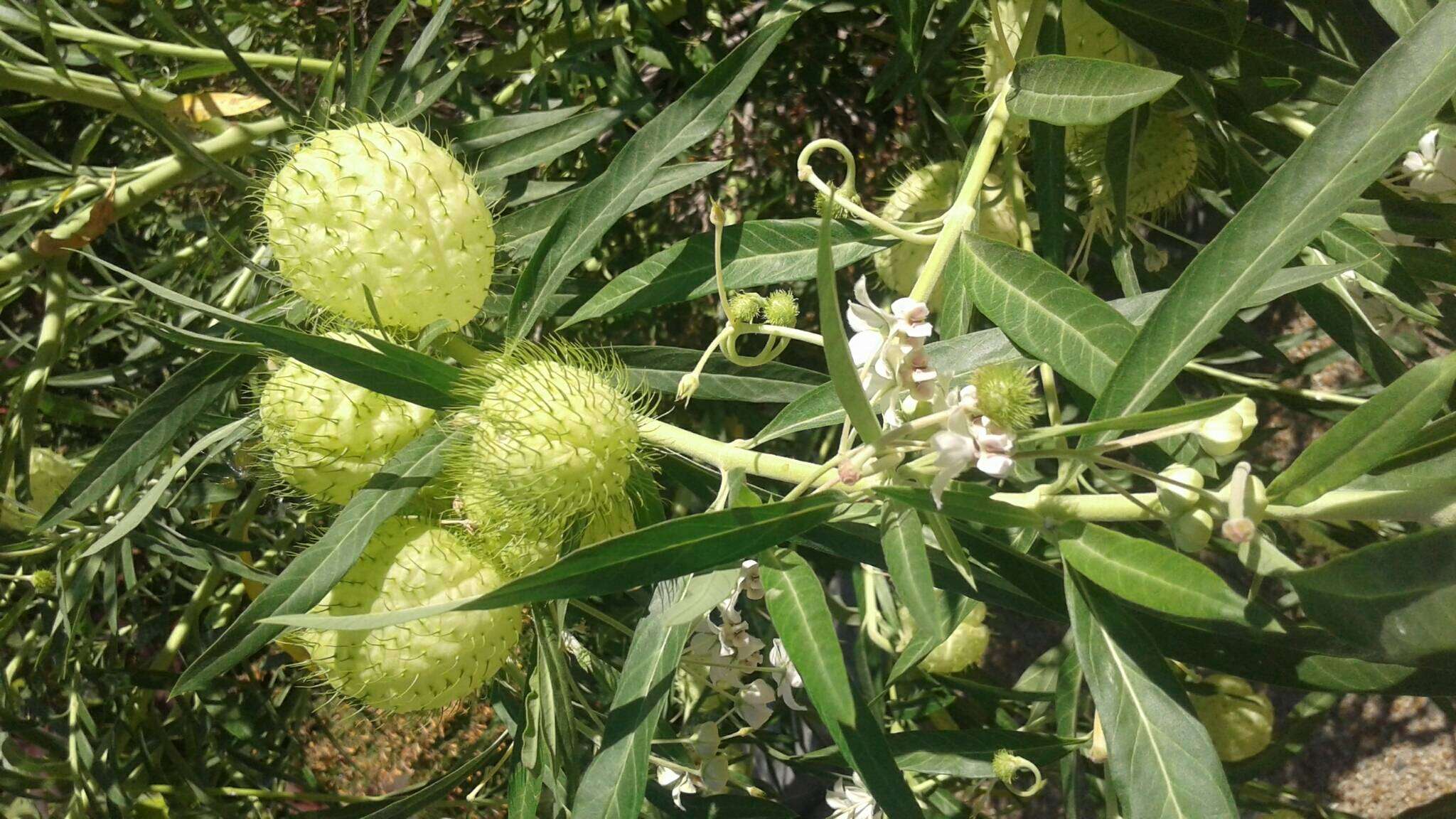 Image of Balloon milkweed