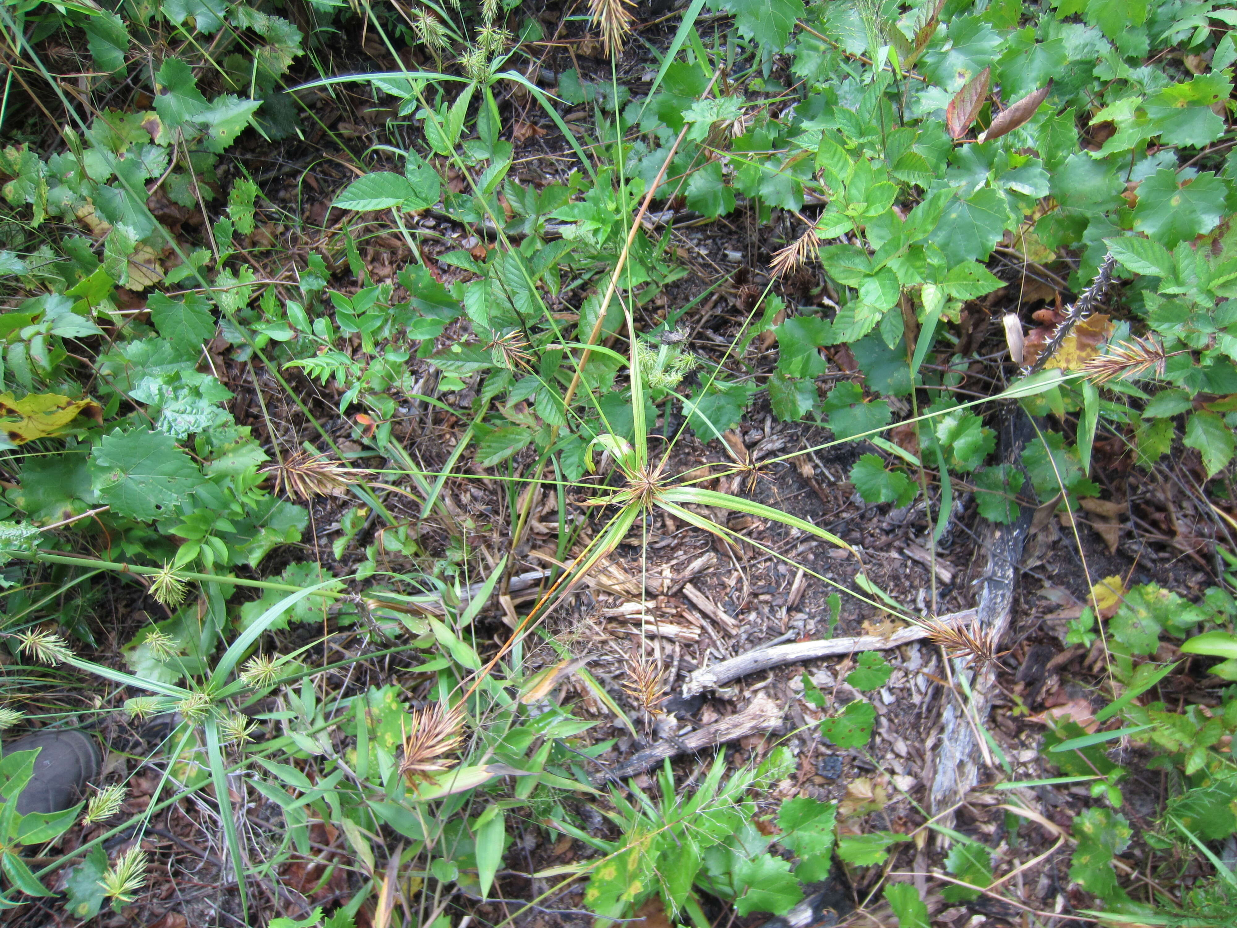 Image of Rough Flat Sedge