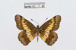 Image of Catasticta colla (Doubleday 1847)