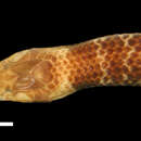 Image of Revoil's Short Snake