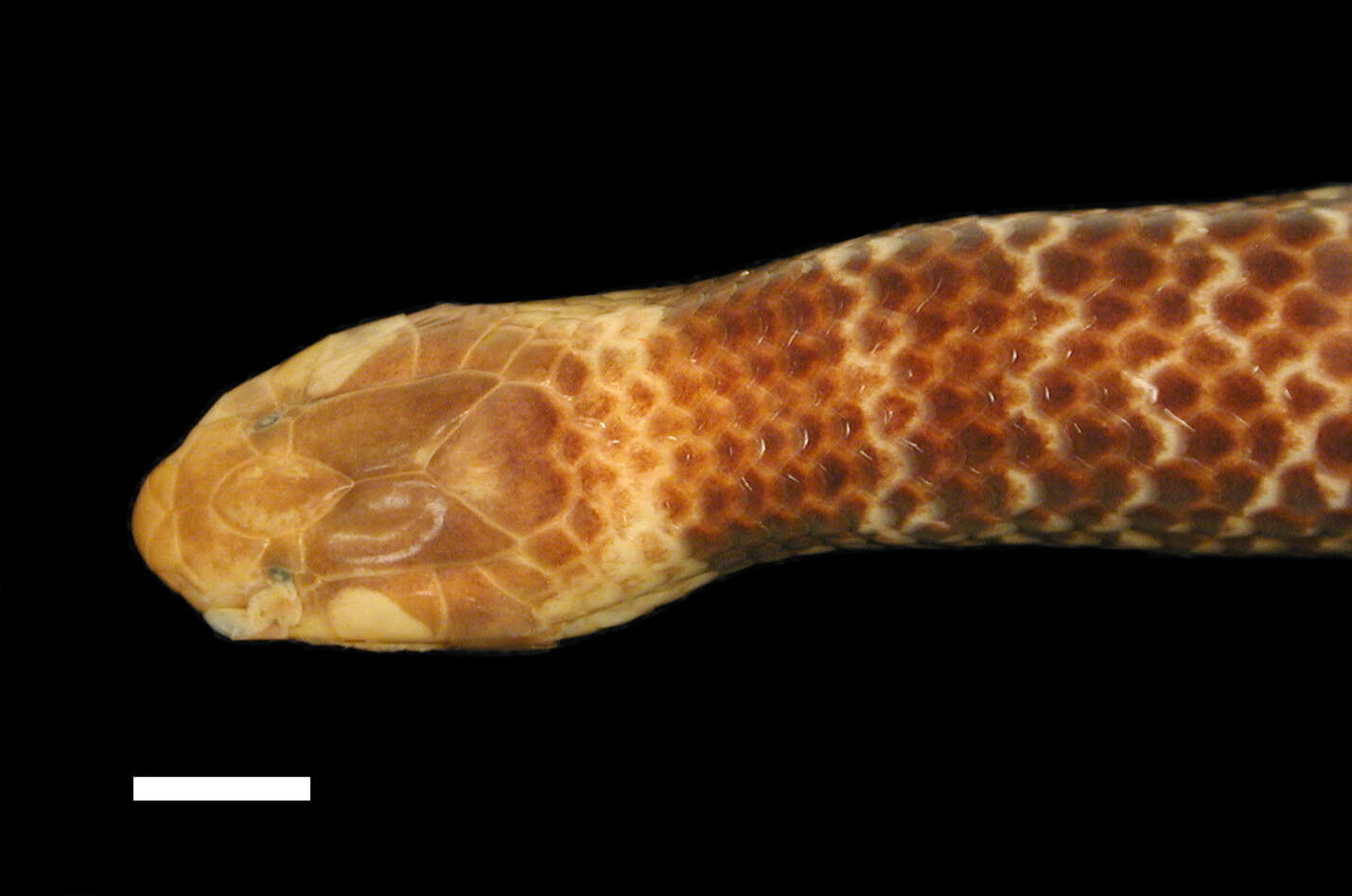 Image of Revoil's Short Snake
