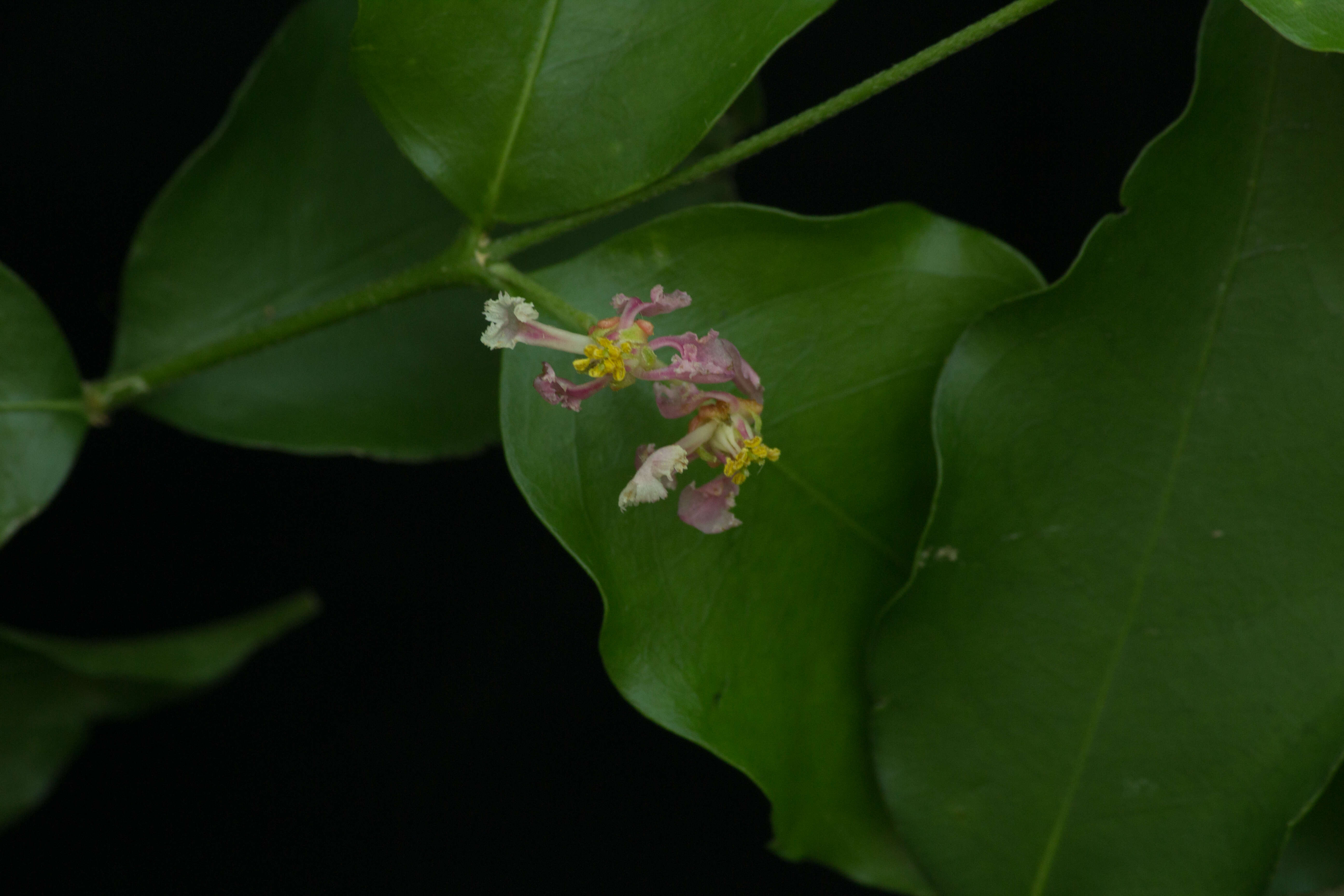 Imagem de Malpighia glabra L.