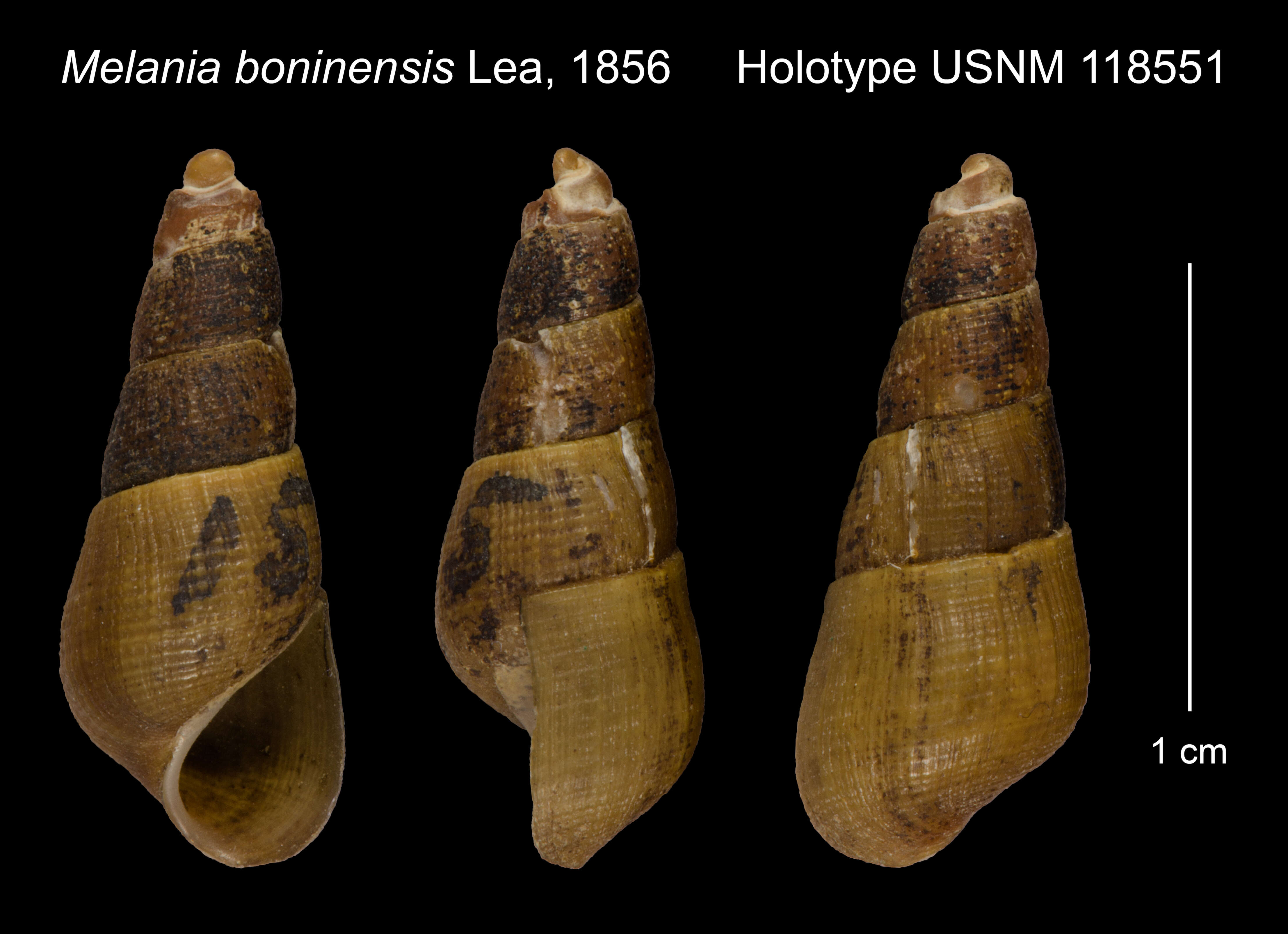 Image of Stenomelania boninensis (I. Lea 1856)