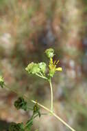 Sivun Silphium compositum var. compositum kuva