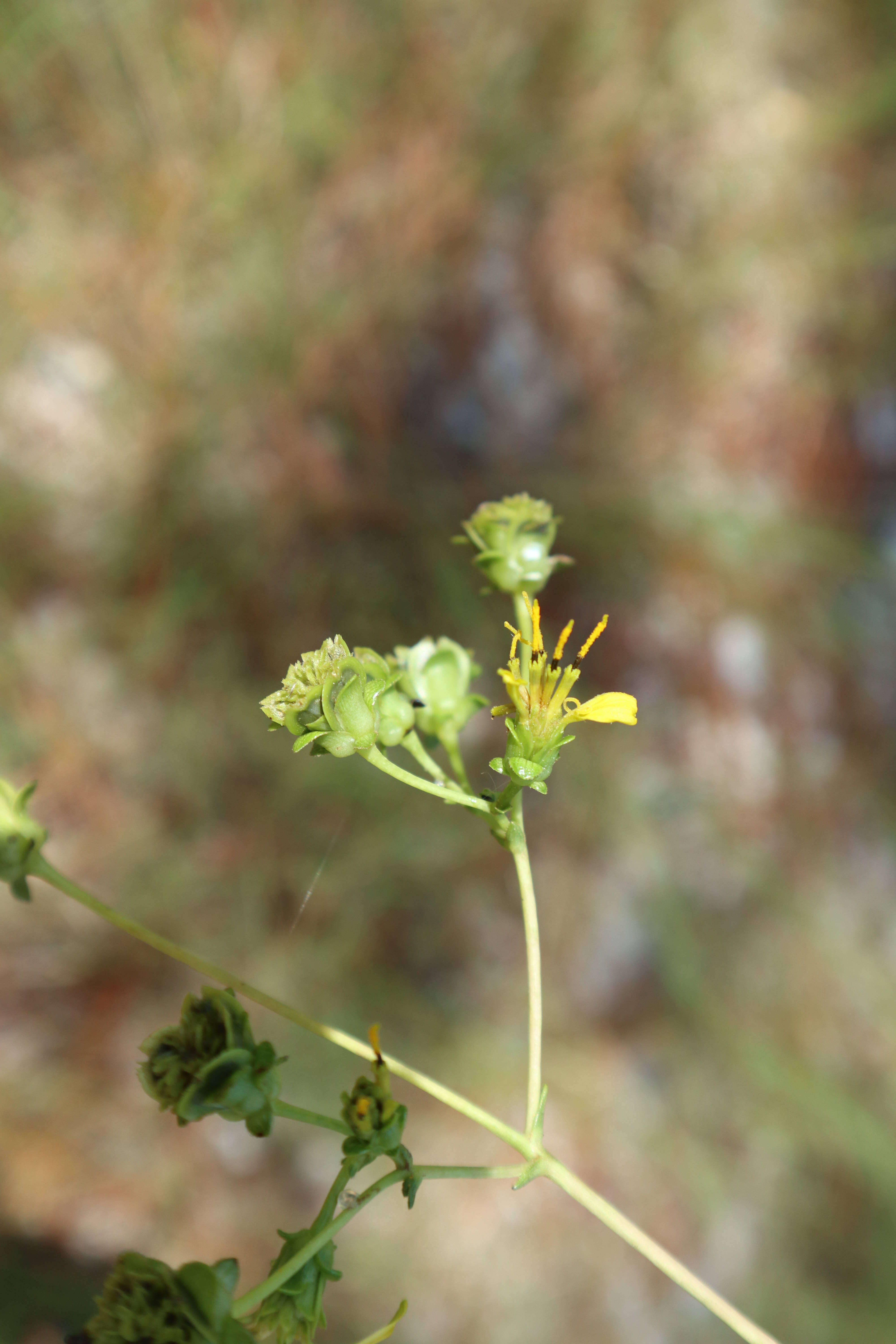 Imagem de Silphium compositum var. compositum