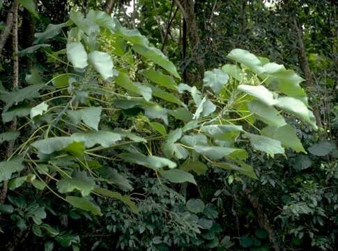 Image of parasol leaf tree