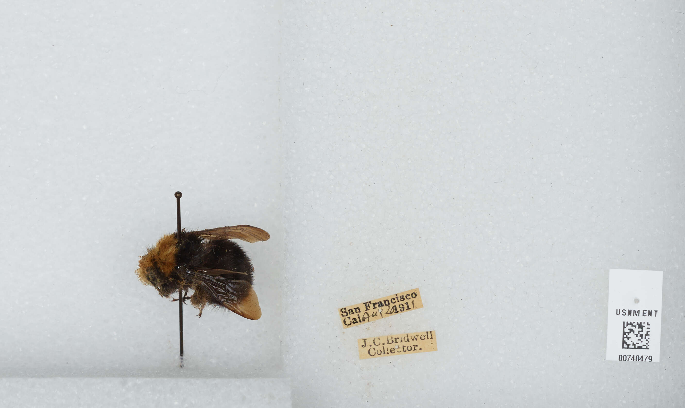 Image of Vosnesensky Bumble Bee