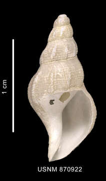 Image of Probuccinum costatum Thiele 1912