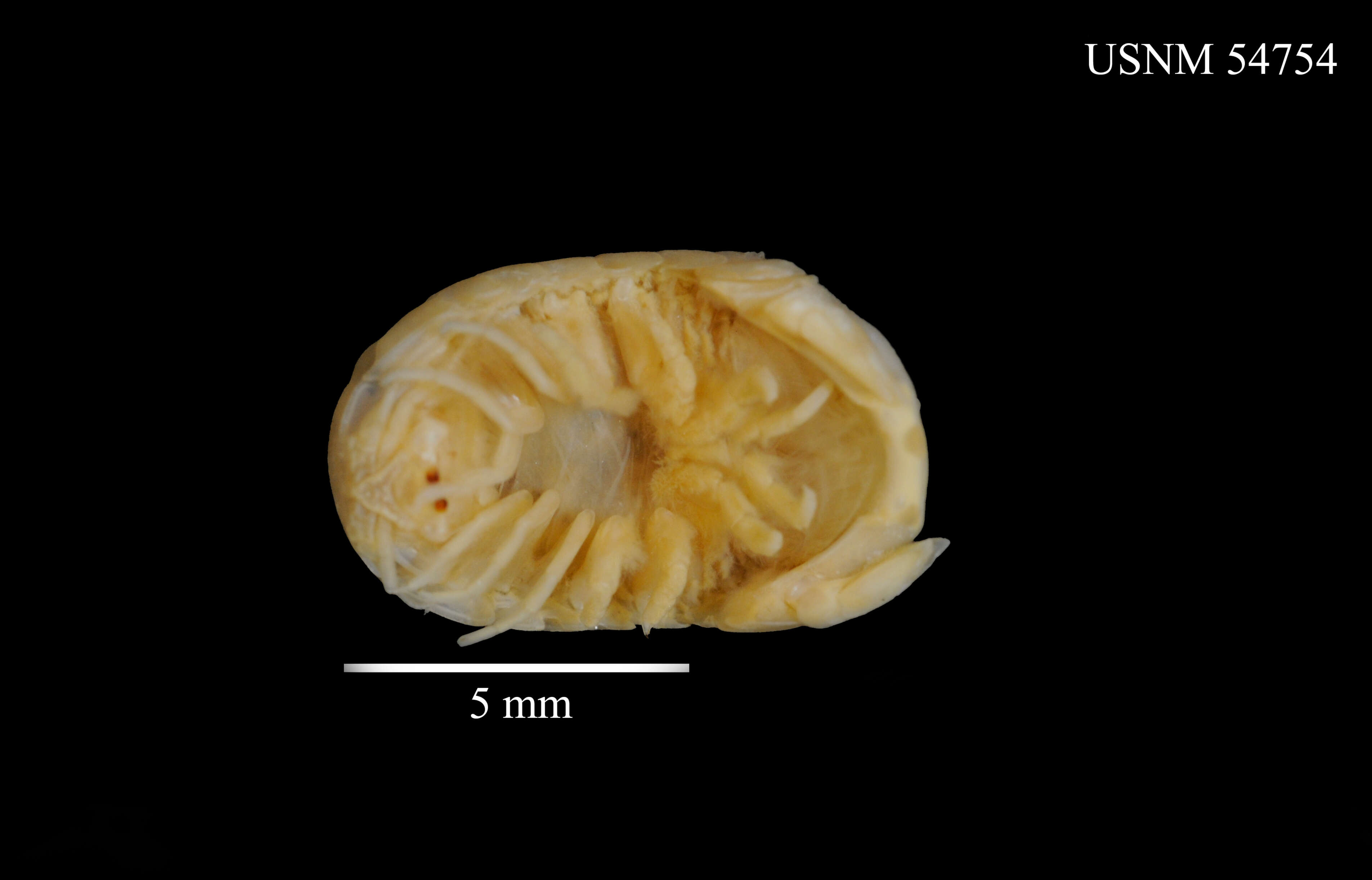 Слика од Sphaeroma quoianum H. Milne Edwards 1840