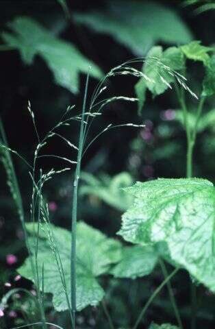 Image of looseflower bluegrass