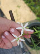 Image of lanceleaf rose gentian