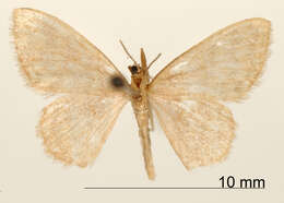 Image of <i>Calyptocome rivularia</i> Dyar