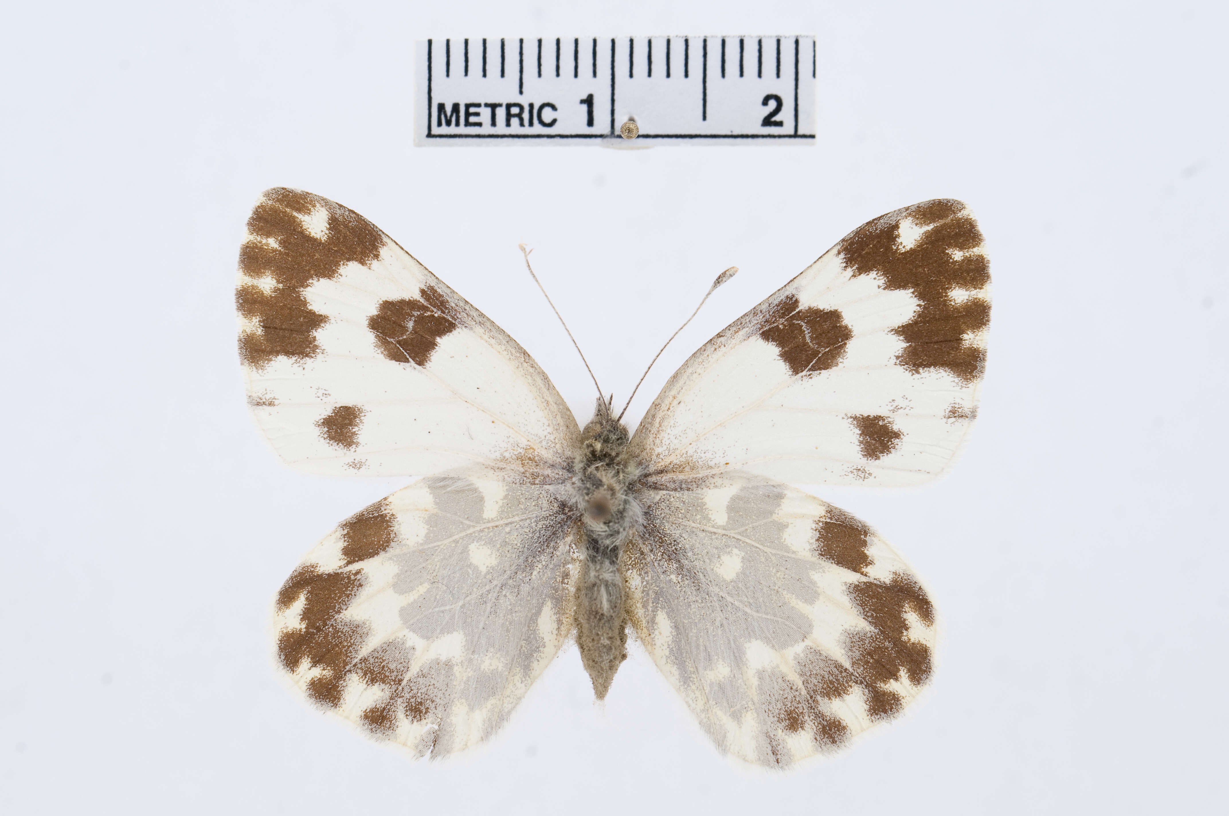 Image of Bath White