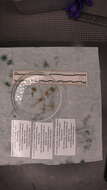 Image of Ophienigma spinilimbatum Stöhr & Segonzac 2005