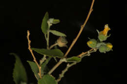 Sivun Pseudabutilon paniculatum (Rose) R. E. Fries kuva