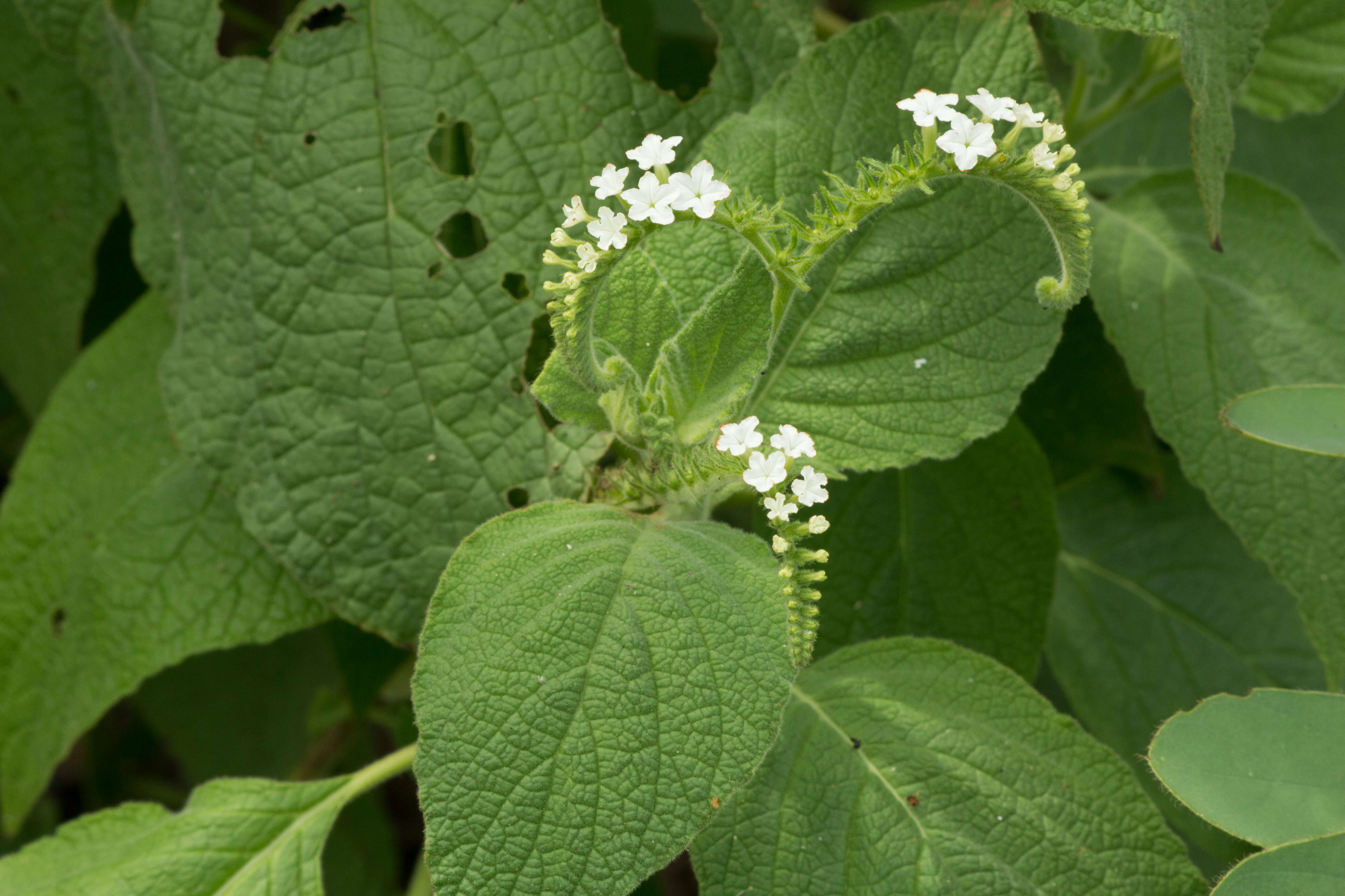 Image of Heliotropium macrostachyum (DC.) Hemsl.