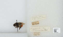 Image of Bombus rufofasciatus Smith 1852