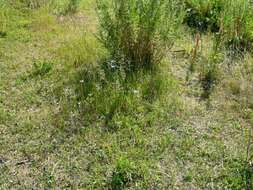 Plancia ëd Agrostis gigantea Roth