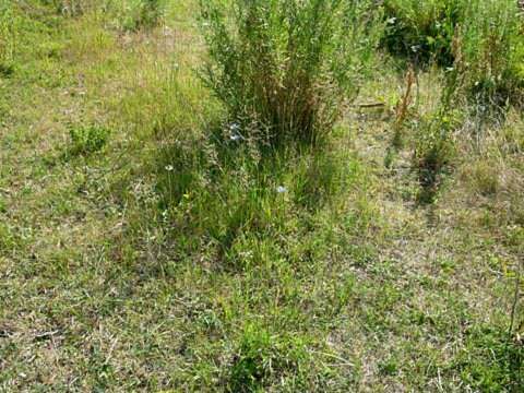 Plancia ëd Agrostis gigantea Roth