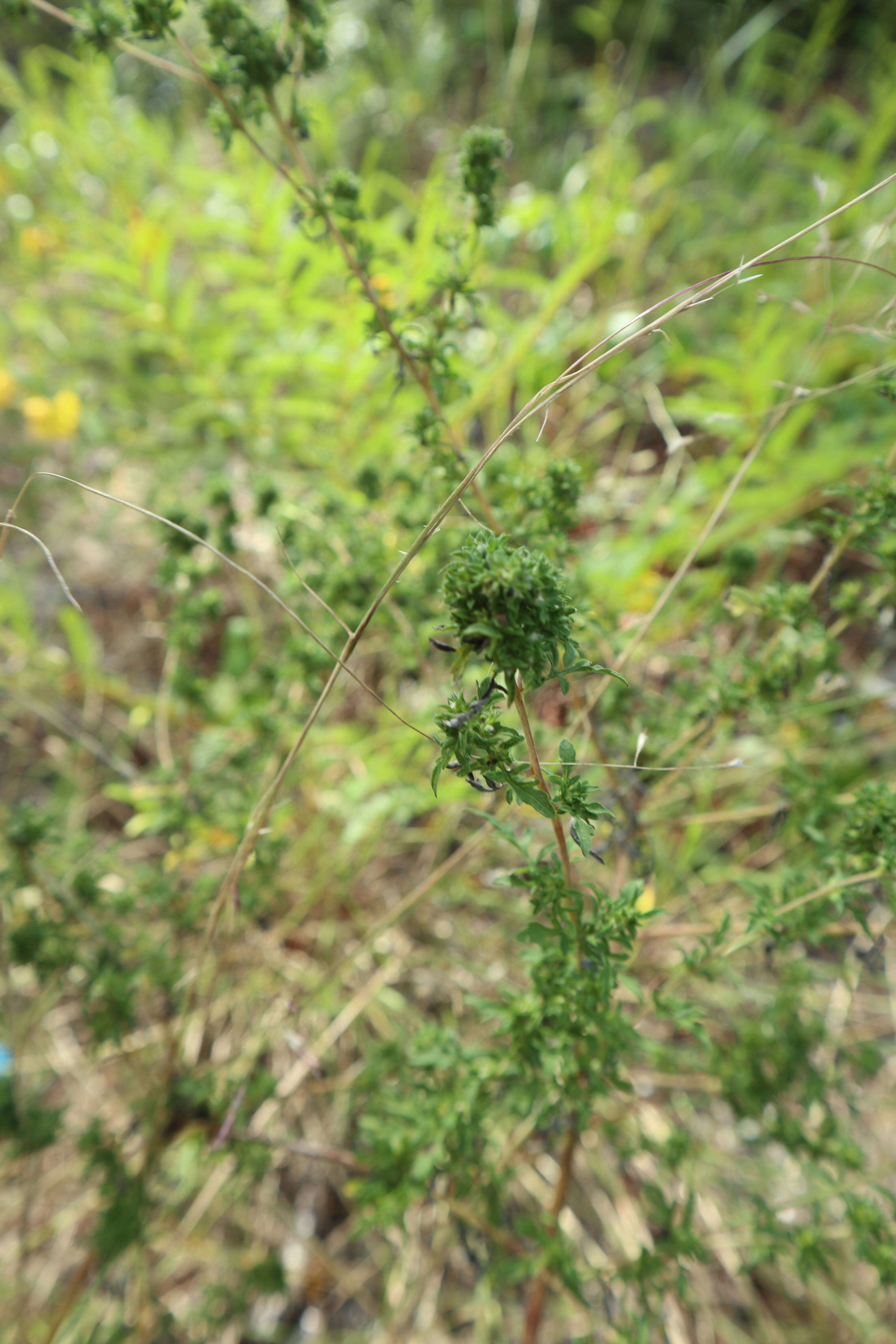 Image of Amaranthaceae