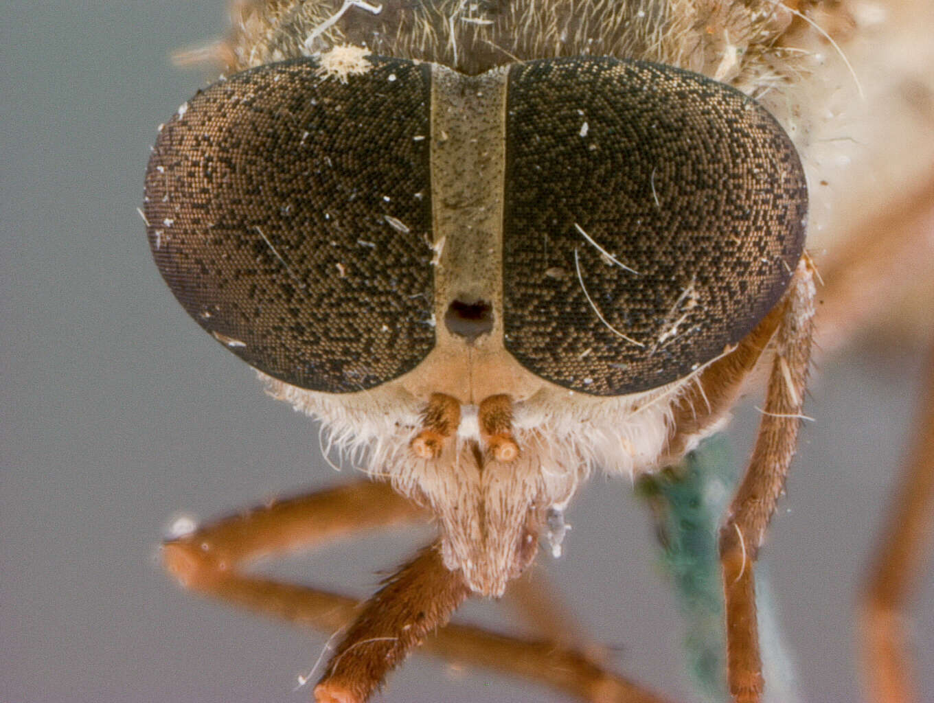 Image of Tabanus brevicallus Philip 1959