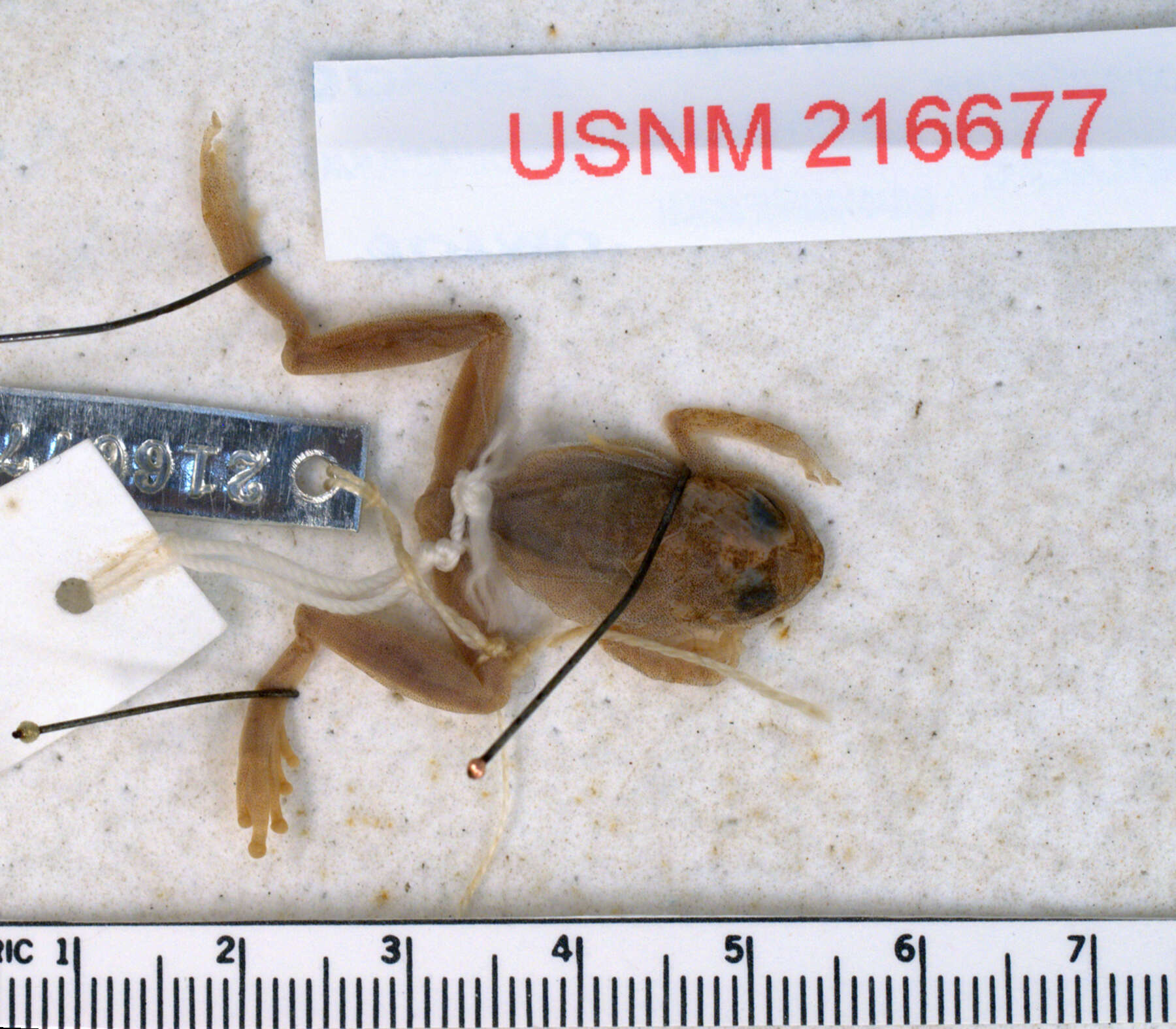 Image of Dendropsophus amicorum (Mijares-Urrutia 1998)