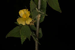 Sivun Pseudabutilon paniculatum (Rose) R. E. Fries kuva