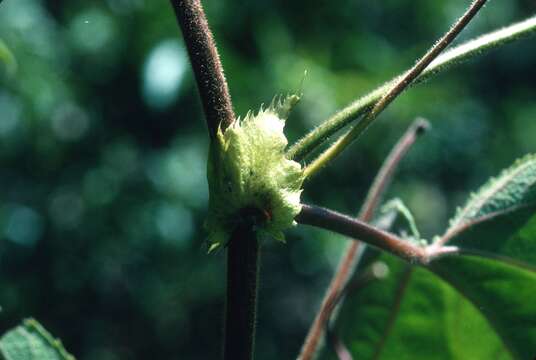 Слика од Passiflora macropoda Killip