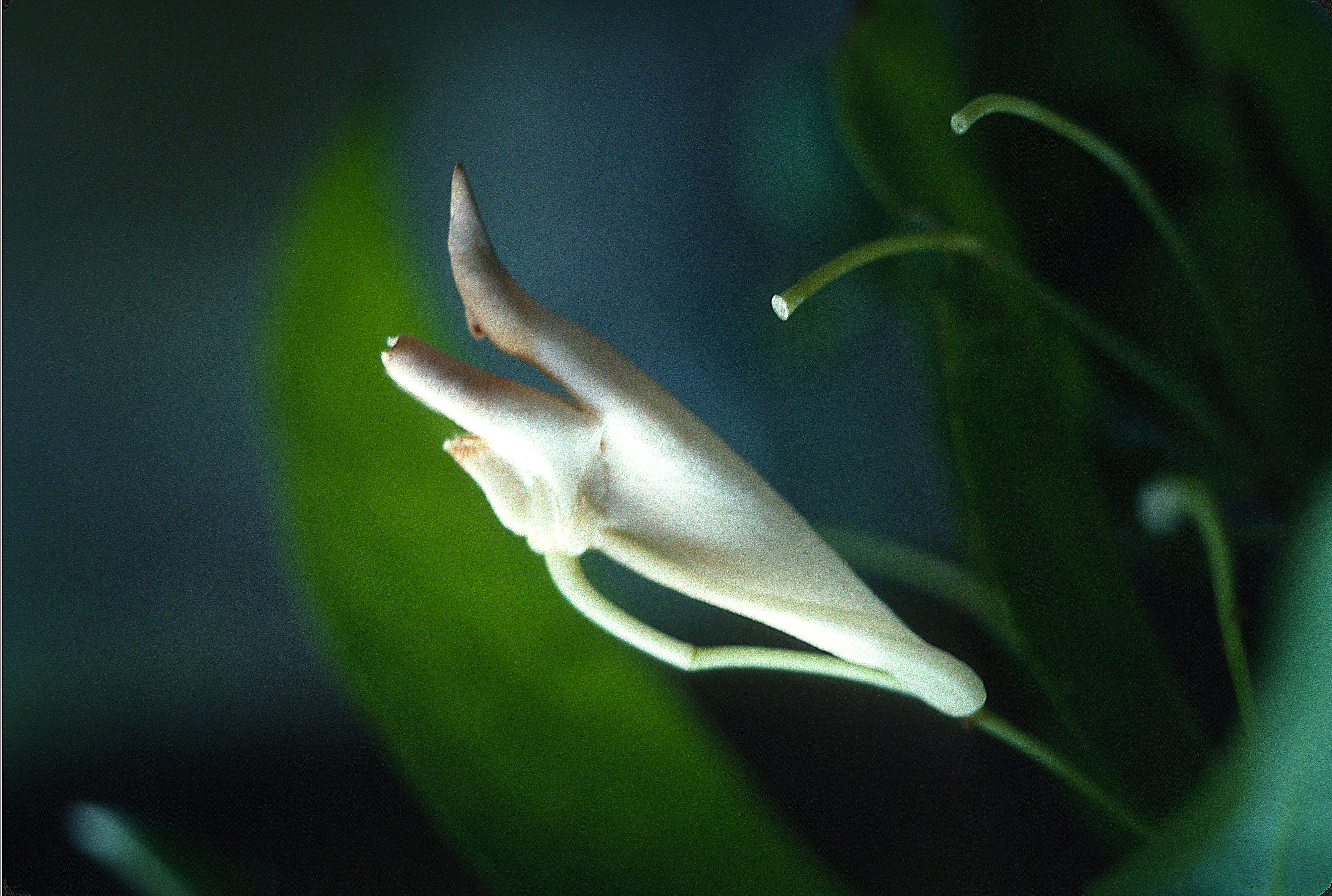 Image of Calyptrion arboreum (L.) Paula-Souza